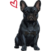 Black French Bulldog, Black Frenchie