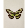 Grüner Schmetterling Patchkunst