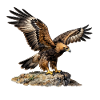 Eagle in flight on steep rock