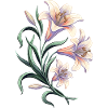 Lily Blossoms Vintage Motif