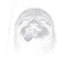 Smiling sloth in night contrast