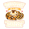 Lacets musclés | Humour du Python Roi
