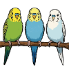 Budgerigars Budgie Owners Budgies