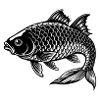 Carp fish