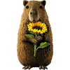 Biber mit Sonnenblume