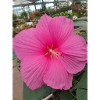 Hibiscus Rose Tropical Glow Textile