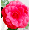 Camélia Rose Intense