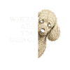 Où vas-tu ? Vue du caniche