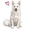 White German Shepherd, White Shepherd