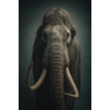 Éléphant d’ivoire nocturne