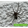 araignée