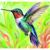 Kolibri