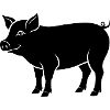cochon