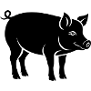 cochon