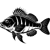 Pourquoi Fish