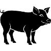 cochon