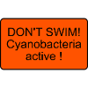 Cyanobactéries