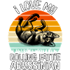 Funny Abyssinian Cat
