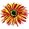 Fleurs Fleurs Fleurs