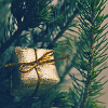 Golden present on pine branches
