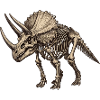 Skeleton Triceratops Illustration