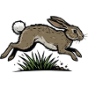 Wild Nature Wild Hare