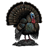 Majestic Wild Turkey Iridescent Feathers Nature
