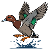 Mallard In Flight Wild Nature Pond