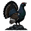 Majestic Capercaillie, Wilderness, Mountain