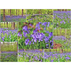 Purple Forest Wild Hyacinth Collage