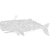 cachalot