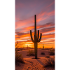Cactus Desert Arizona Nature Sunset