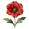 Red Poppy Botanical Illustration