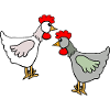 Roosters Chicken Chickens Children