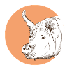 Cochon