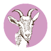 Chèvre