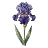 Iris violet sur tige délicate