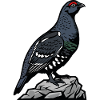 Spruce Grouse Wilderness Forest Mountain