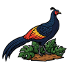 Majestic Ring-neck Pheasant Wild Nature
