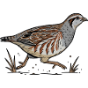 Perdrix Grise Sauvage Nature Campagne Course