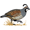 California Quail Retro Design Wilderness