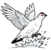 Alpine Ptarmigan in Flight Wilderness Winter