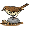 Song Thrush Wilderness Bird Garden