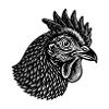 Chicken head