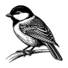 Chickadee Bird