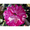 Fuchsia azalea in full bloom