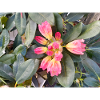 Orange-pink flowers on green foliage