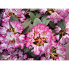 Bright Pink Rhododendron
