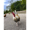 Are you a Chicken??