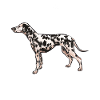 Dalmatian Love: Bold Canine Tee